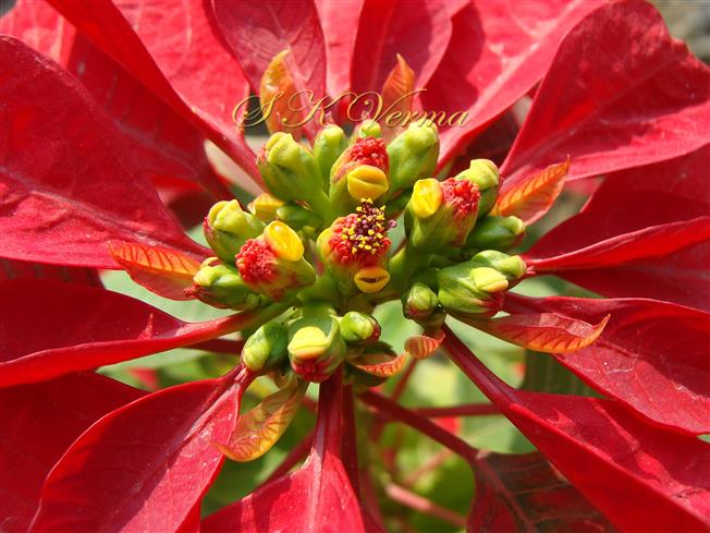  Cyathia in synflorescence